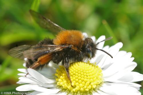 Andrena clarkella